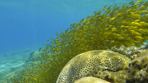 rabbitfish