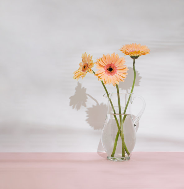gerbera