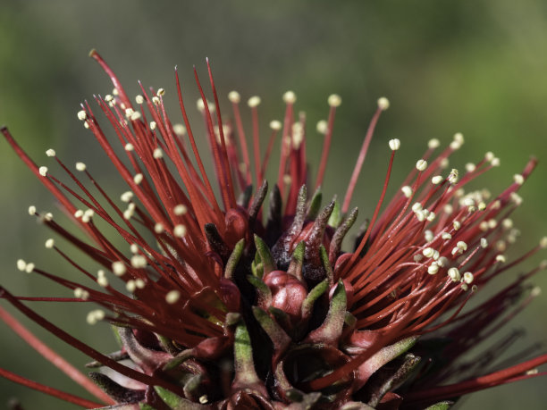 stamens
