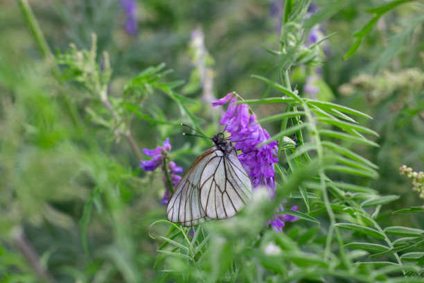 蓝白花卉蝴蝶图案素材