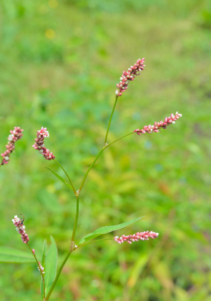 polygonum