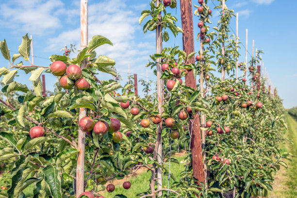 orchard
