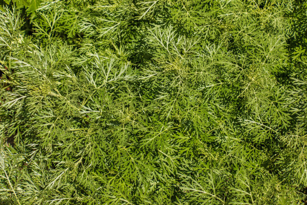 wormwood