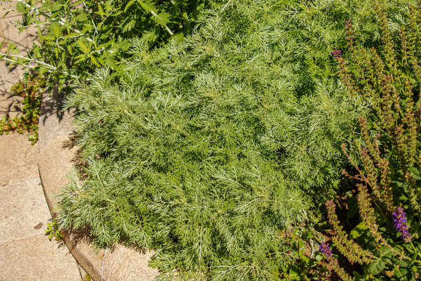 wormwood