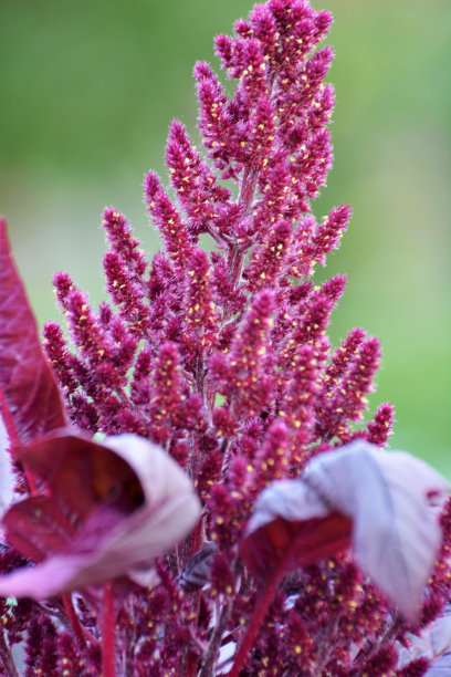 gomphrena