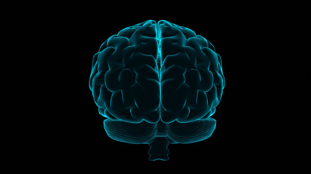 cerebrum