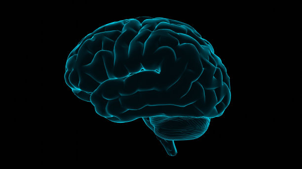 cerebrum