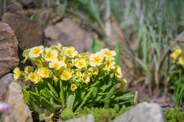 primula