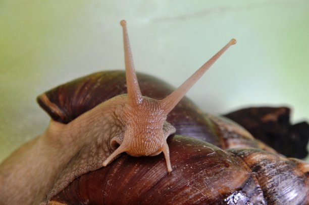 gastropod