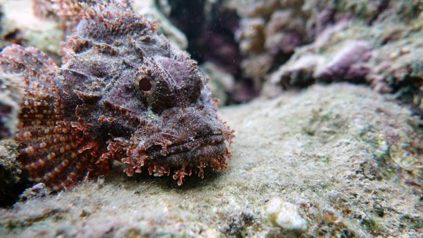 pterois