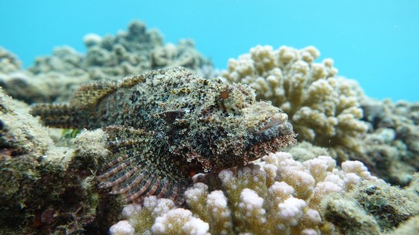 pterois