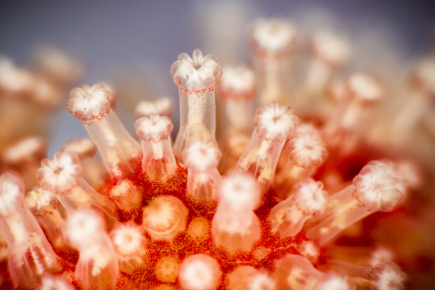 corals