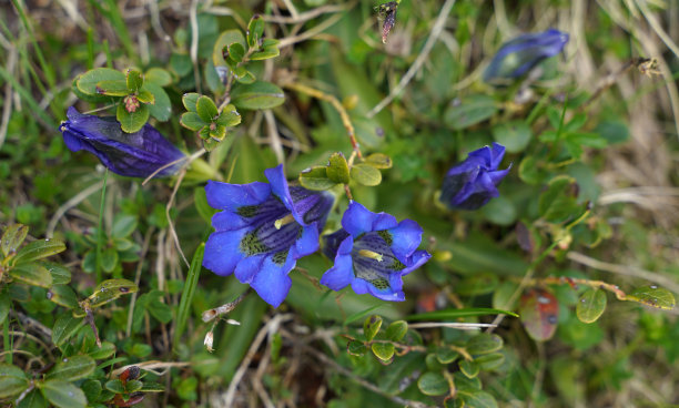 gentian