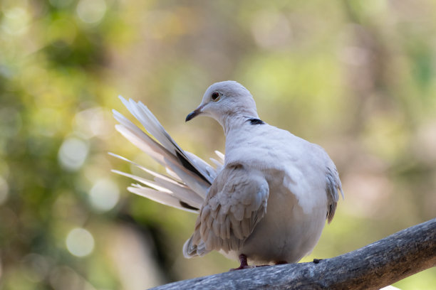 preen