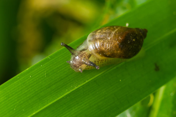 gastropod