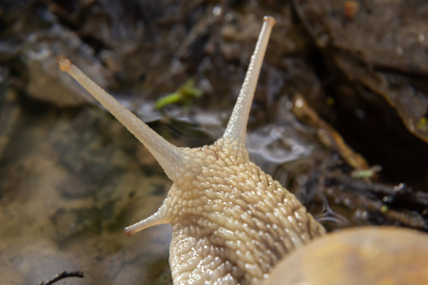 gastropod