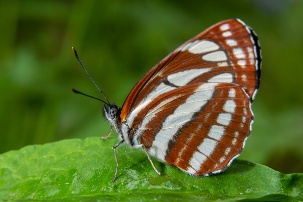 nymphalid
