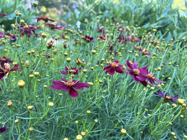 calliopsis
