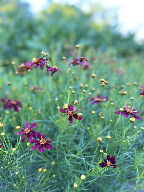 calliopsis