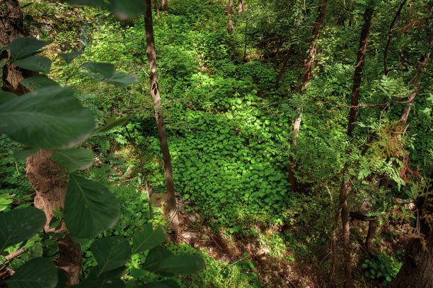 原始森林植被景观阳光森林林
