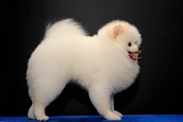 pedigree