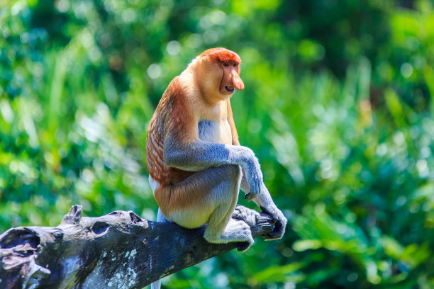 sabah