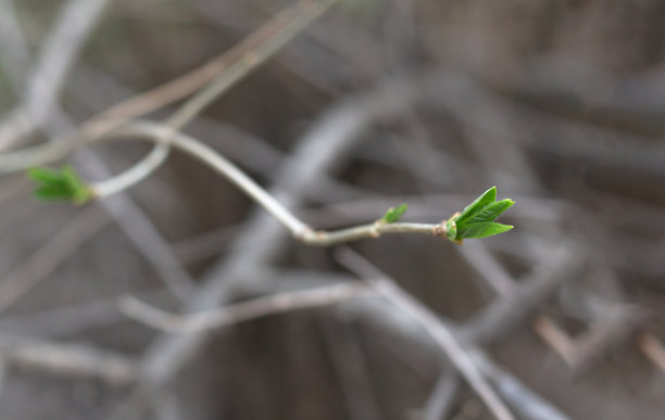 twig