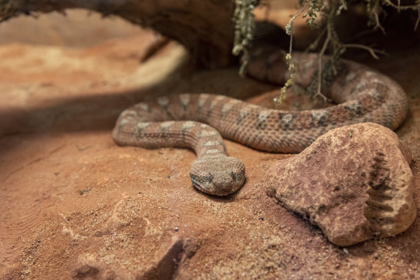 adders