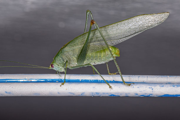 katydid