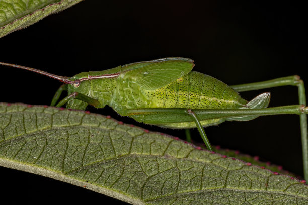 katydid