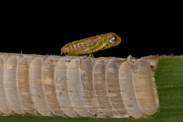 katydid