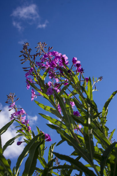 epilobium