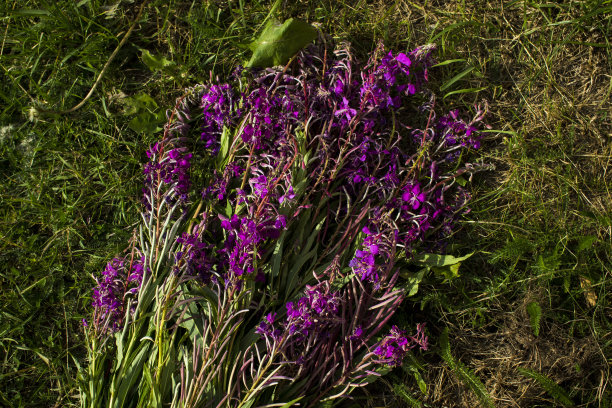 epilobium