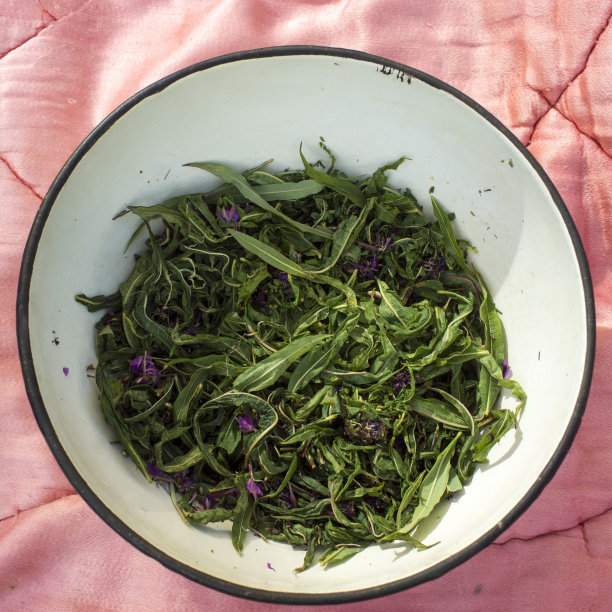 epilobium