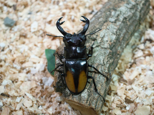 lucanus