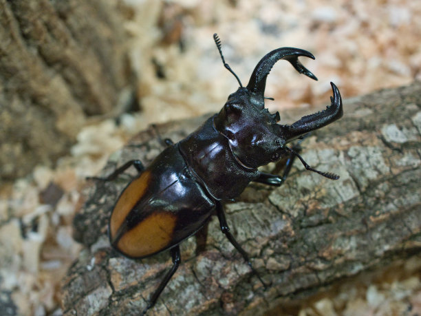 arthropod