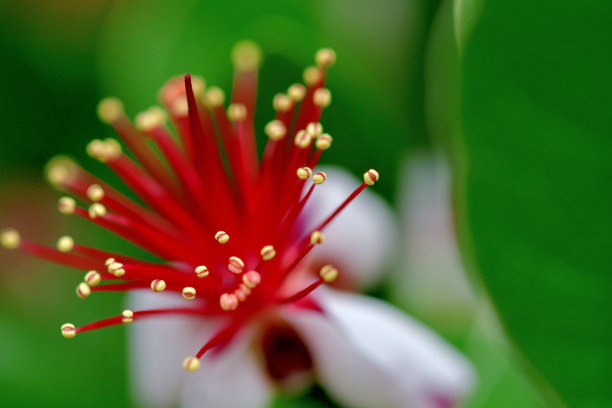 stamens