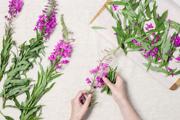 epilobium