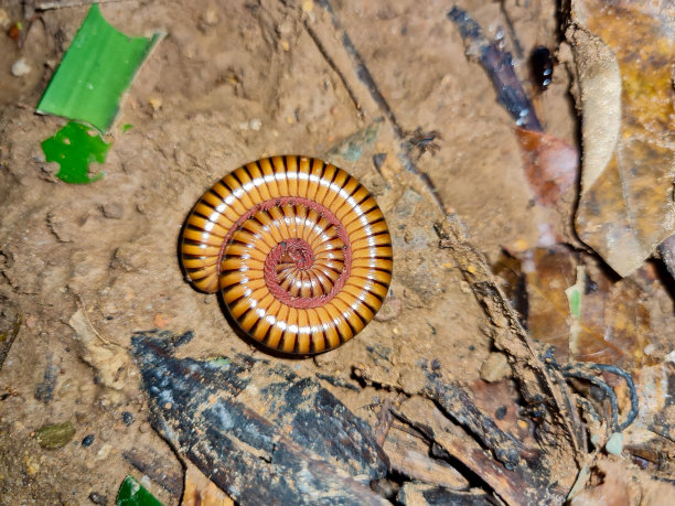 millipede