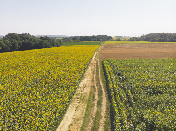 plantation