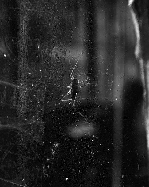 katydid