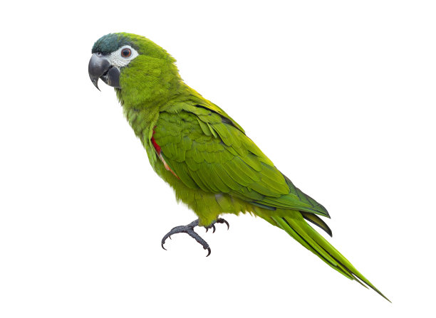 parrots