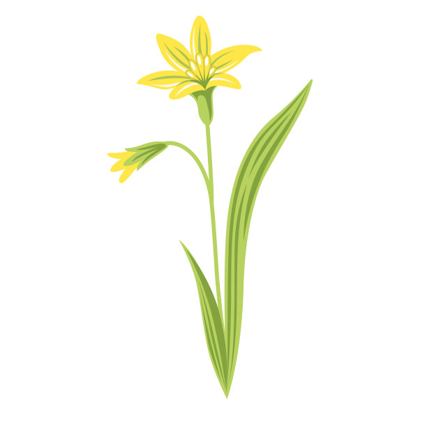 wildflowers