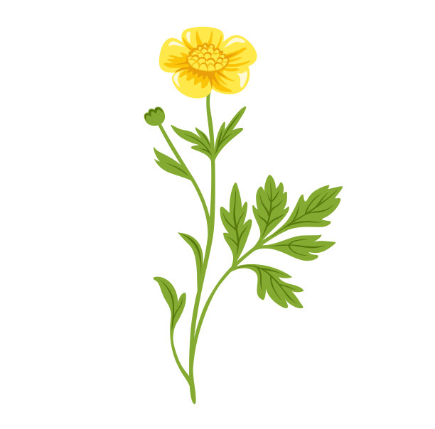 wildflowers