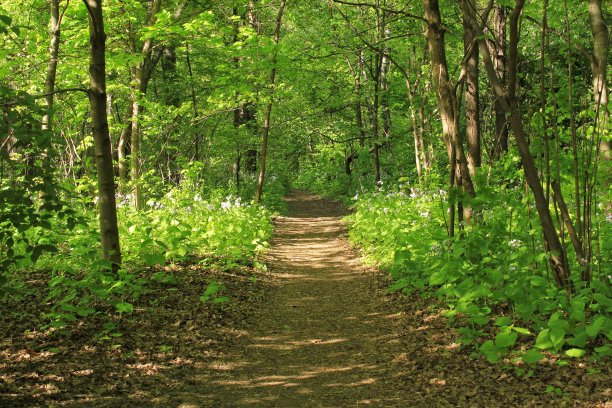 trail