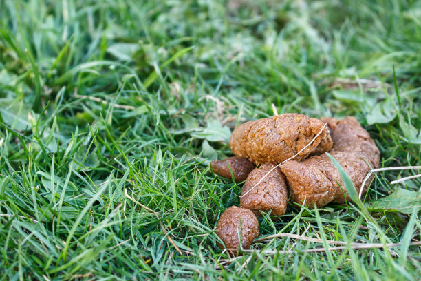 poo
