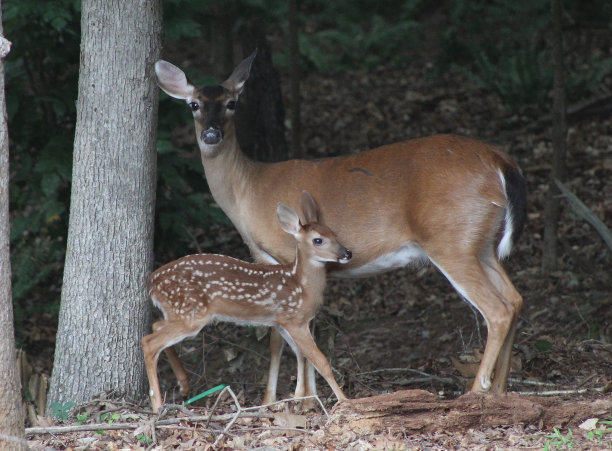 doe
