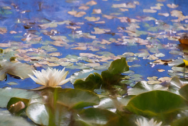油画荷花