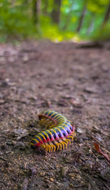 millipede