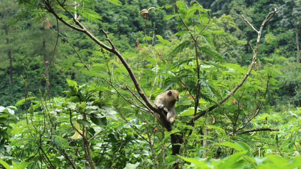 macaca